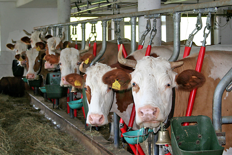 Cows in the stall