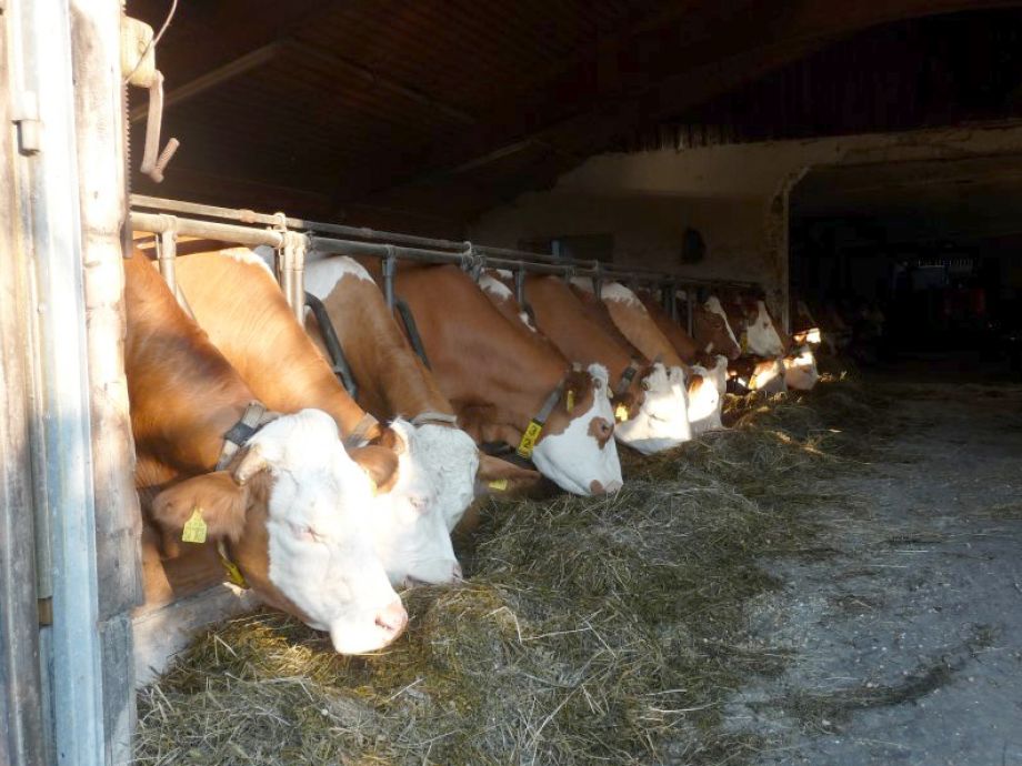 Cows eating hay