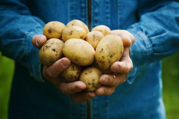 Potato in the hands