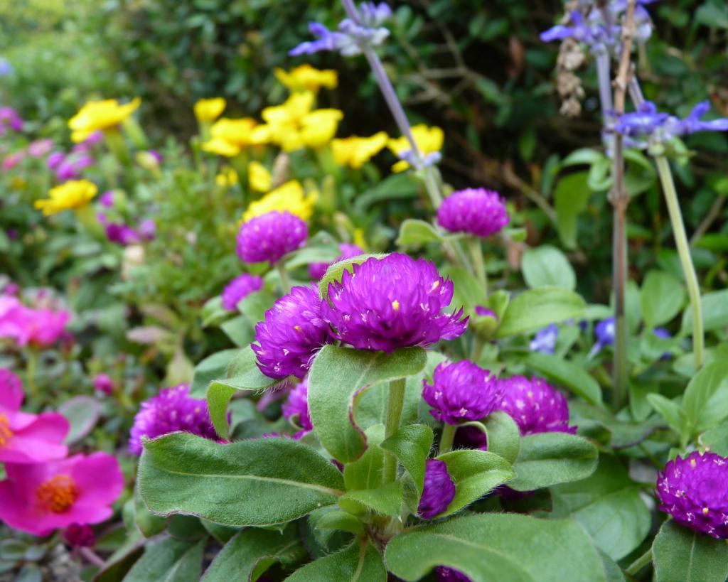 Гомфрена шаровидная Globe Amaranth