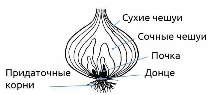 Внешнее строение луковицы