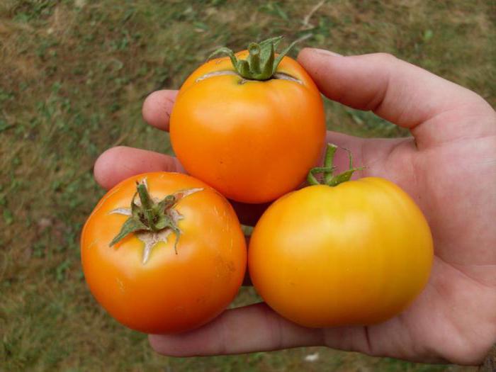 Апельсин томат