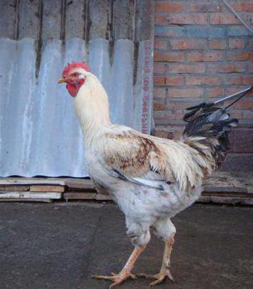 Юрловская порода кур