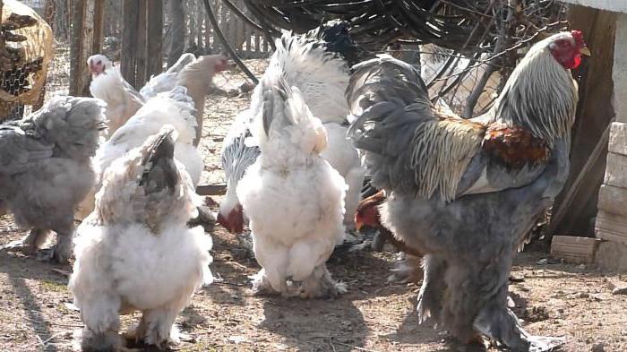 Brahma partridge