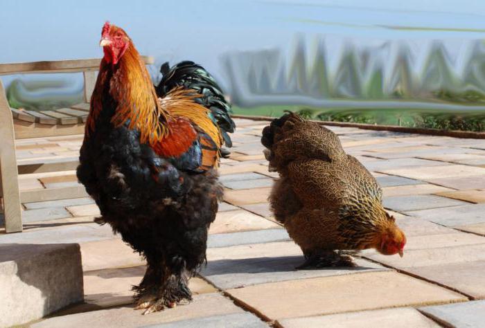 Brahma poultry