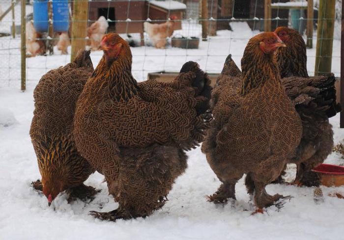 Brahma Partridge Description