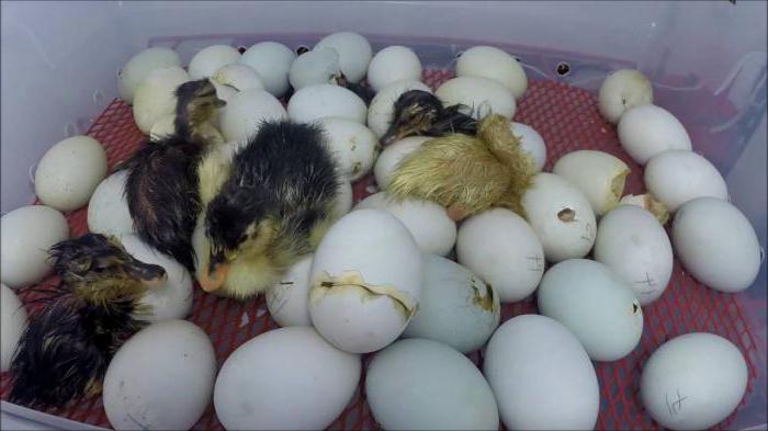 Срок инкубации утиных яиц