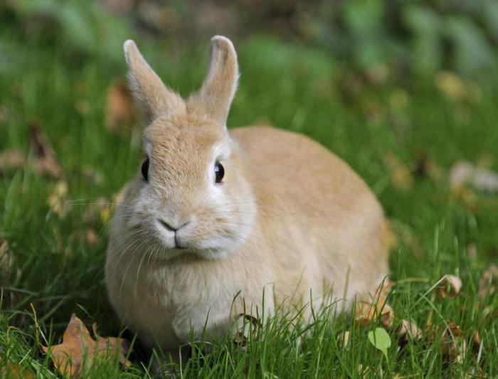 Кролиководство почему крольчиха съедает новорожденных крольчат