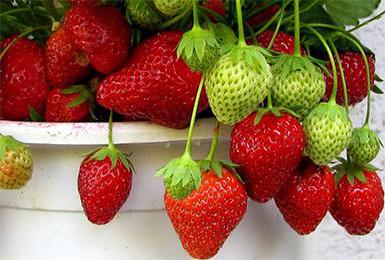 Moscow delicacy strawberry