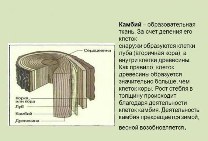 Камбий у дерева фото