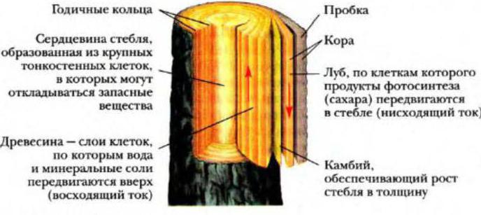 Какую функцию выполняет приложение