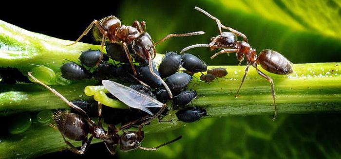 Порошок от муравьев отзывы