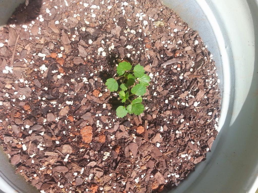 Strawberry Growing