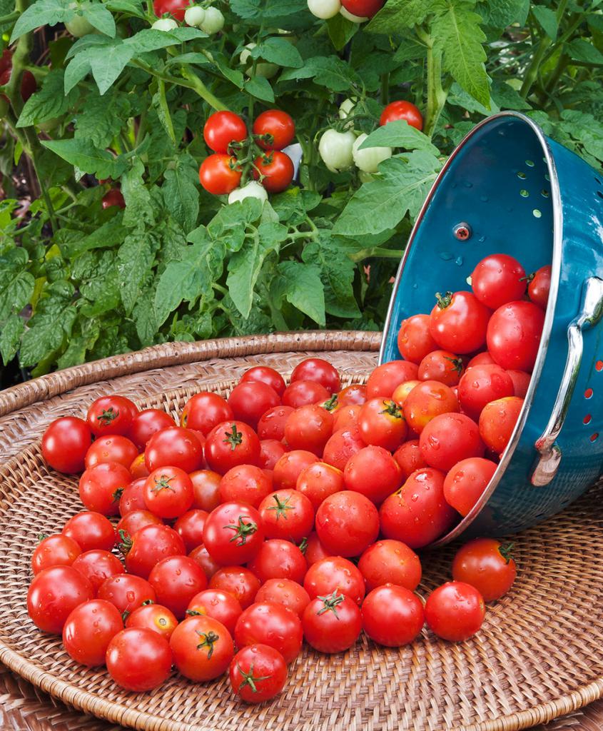  томатов: самые урожайные сорта, отзывы
