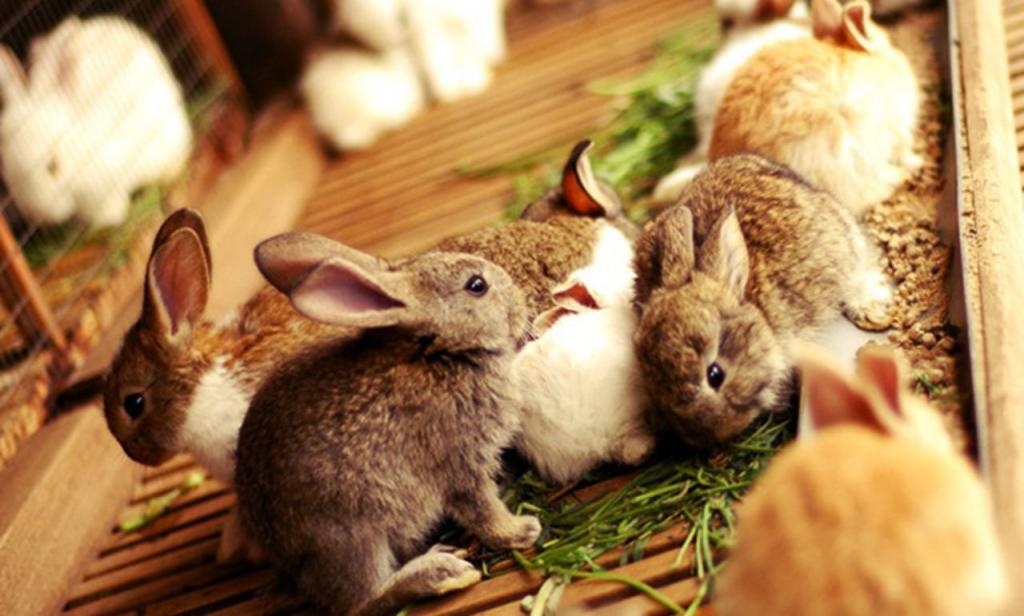 Методы лечения кроликов