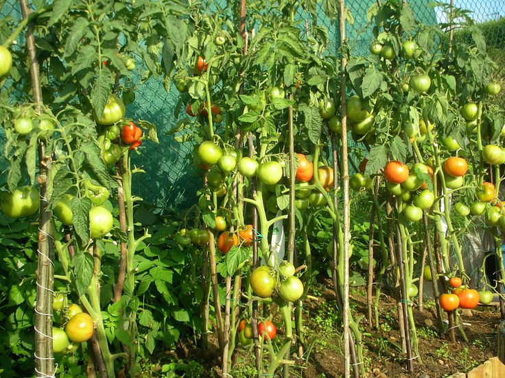 Система разведения помидоров в теплице
