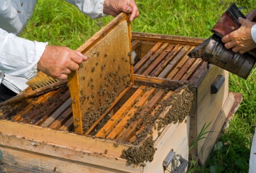 Продукты пчеловодства - прополис