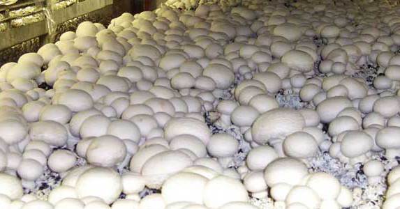 Champignons cultivation features