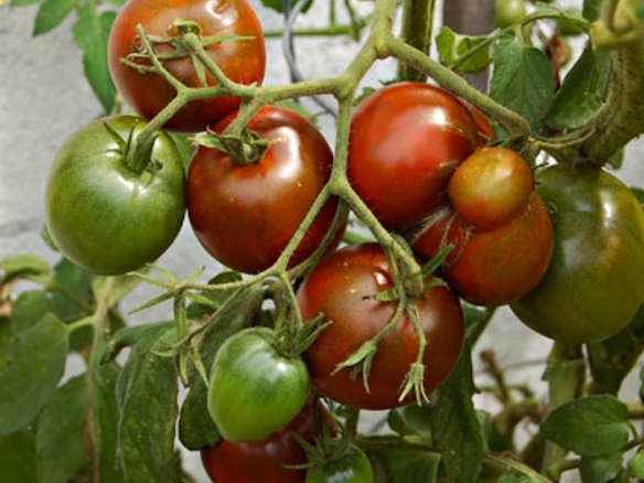 Planting and caring for a tomato