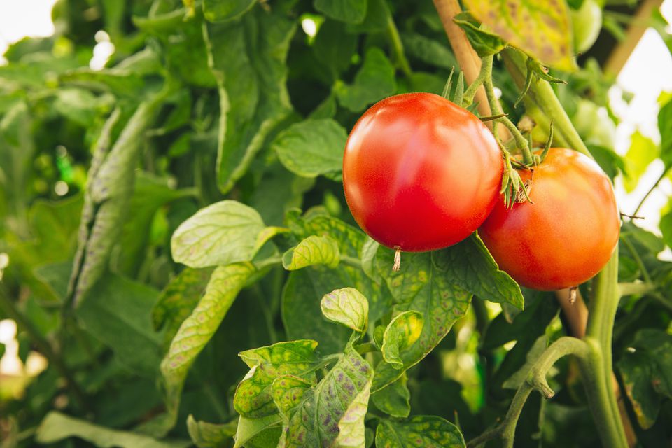 Что означает детерминантный томат