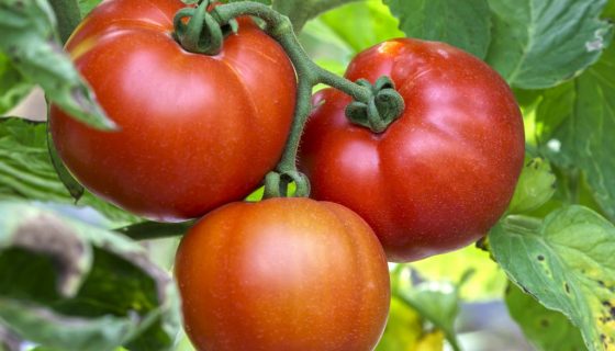 Сорта томатов детерминантного типа