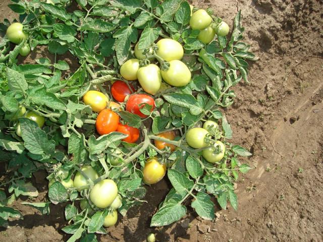 Выращивание томата Челнок