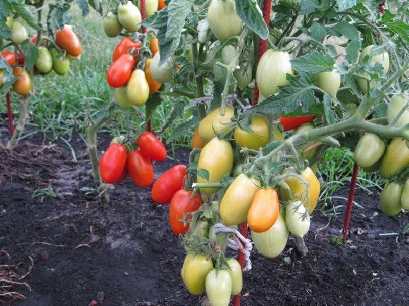 Выращивание помидор Челнок