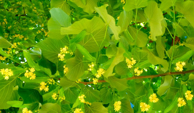 Linden useful properties and contraindications for women