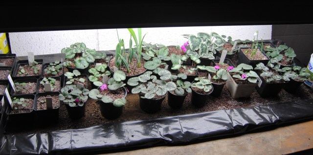 How to collect cyclamen seeds?