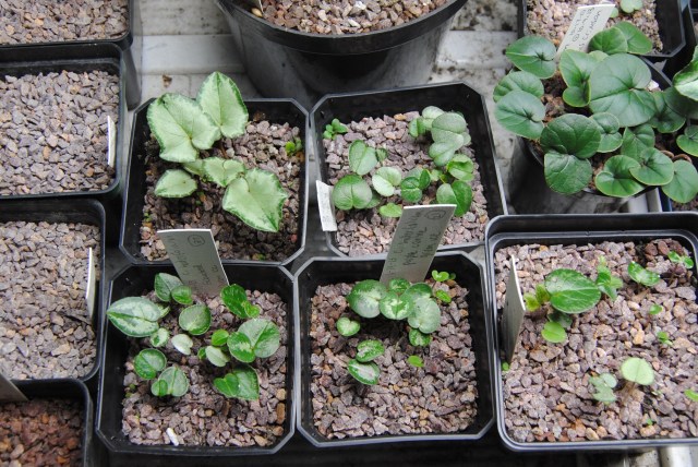 Как правильно посадить семена цикламена?