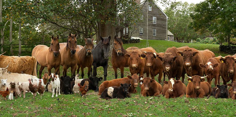 Коров лошадок. Сельскохозяйственные животные. Животные на ферме. СХ животные. Домашние сельскохозяйственные животные.