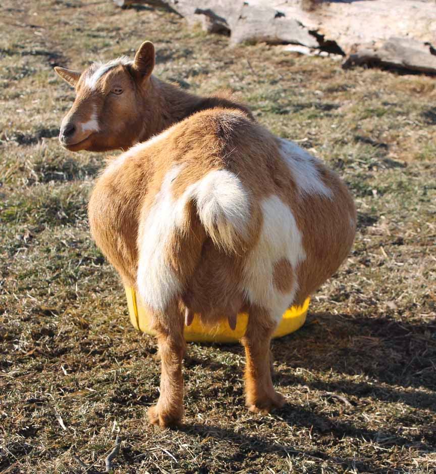 Срок беременности козы в днях