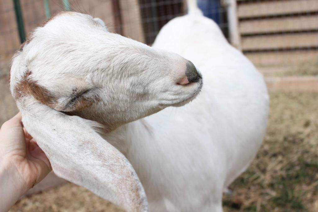 Срок беременности у козы первородки