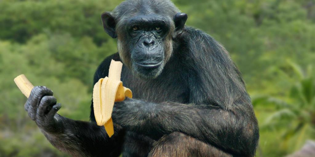 Сходство ДНК человека и банана