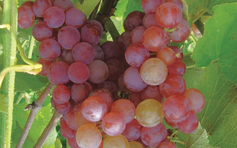Сорт винограда тасон фото