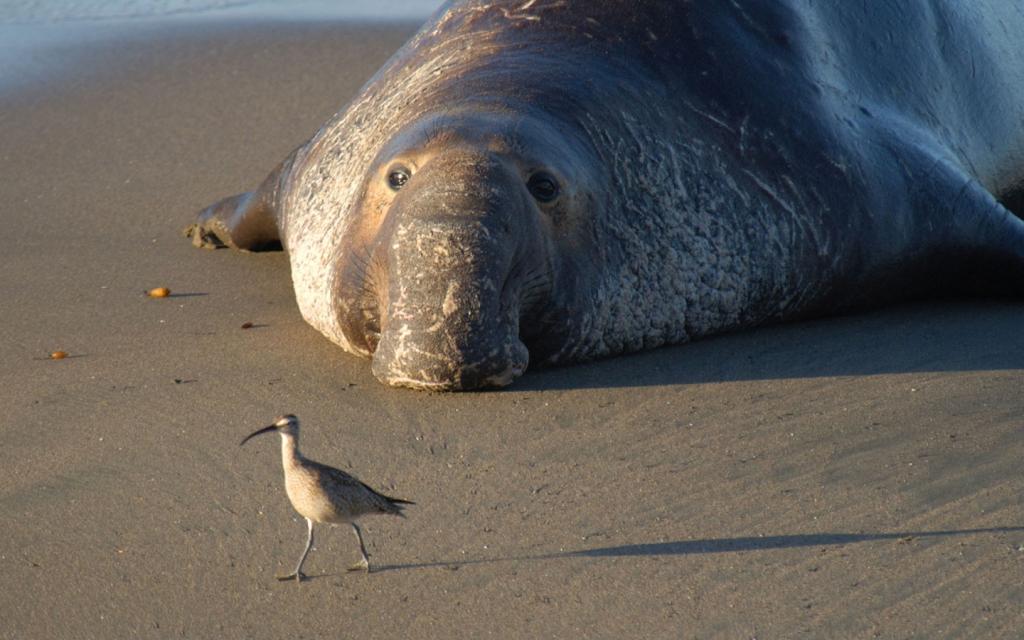 The biggest animals of the photo