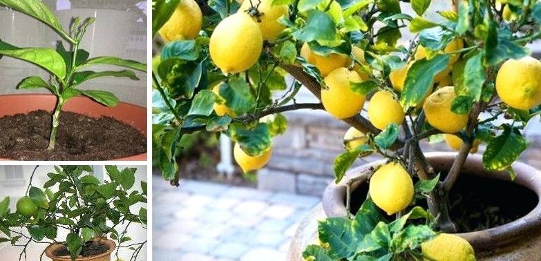 Грунт для лимонов состав