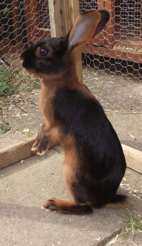 Black fire rabbits with tan