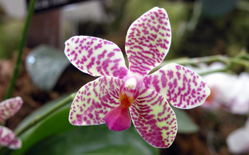 Какого цвета бывают орхидеи