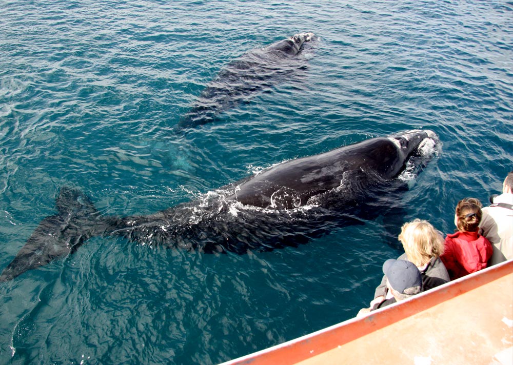 Сколько видов китов существует