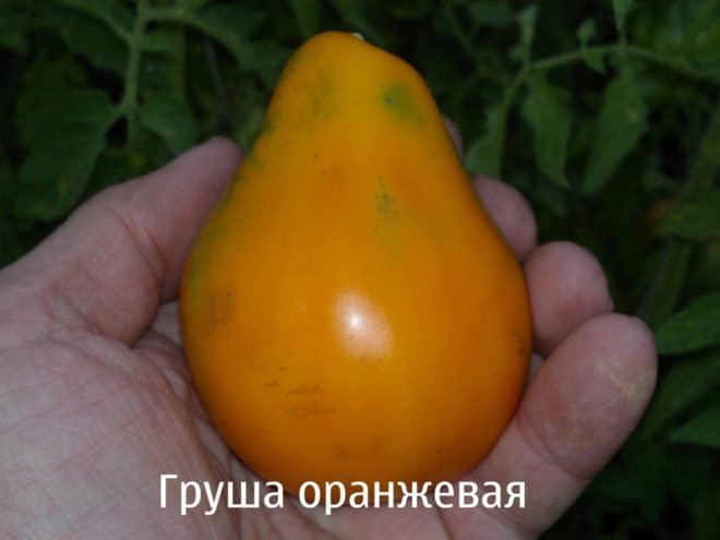 Груша оранжевая