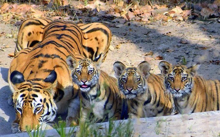 Tigers live in India