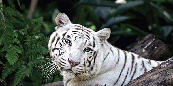 White tiger