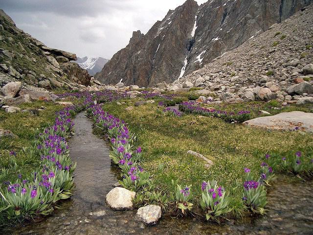 киргизия горы цветы