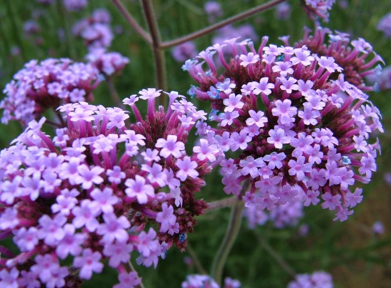 Verbena bonariensis