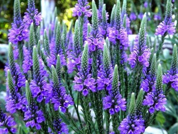 Verbena stricta Direct