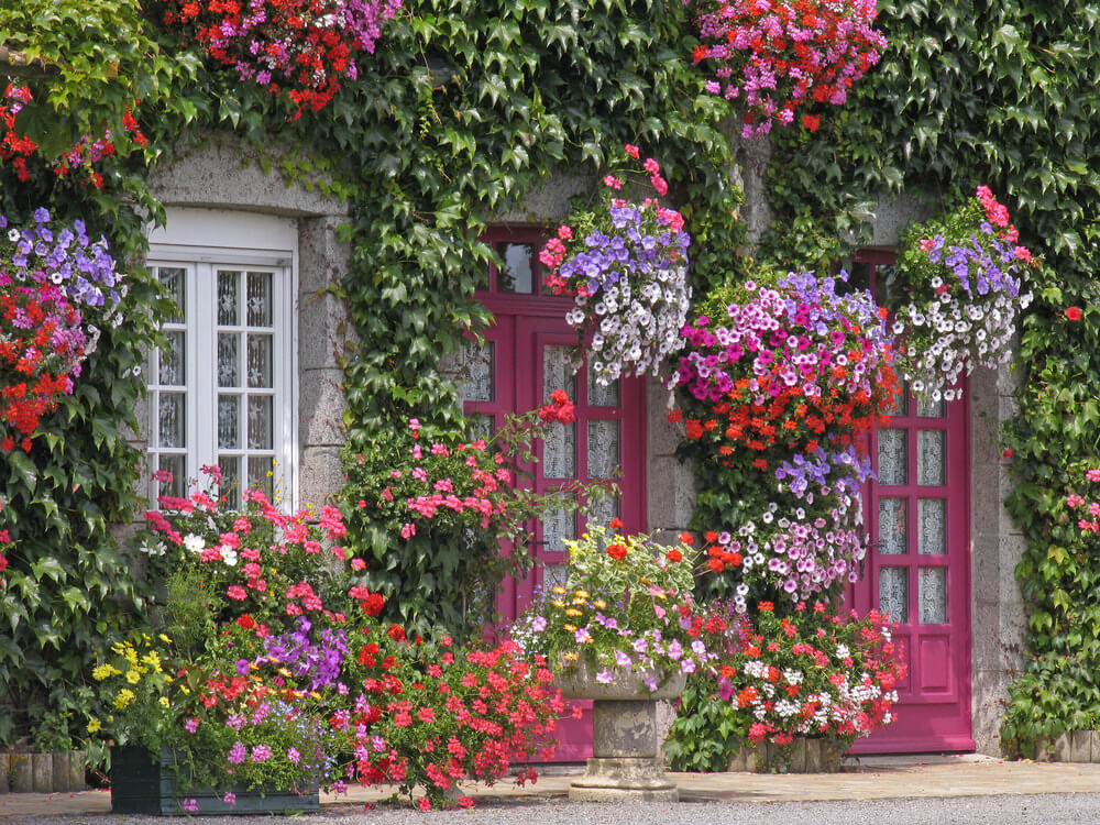 Ampel verbena facade decoration