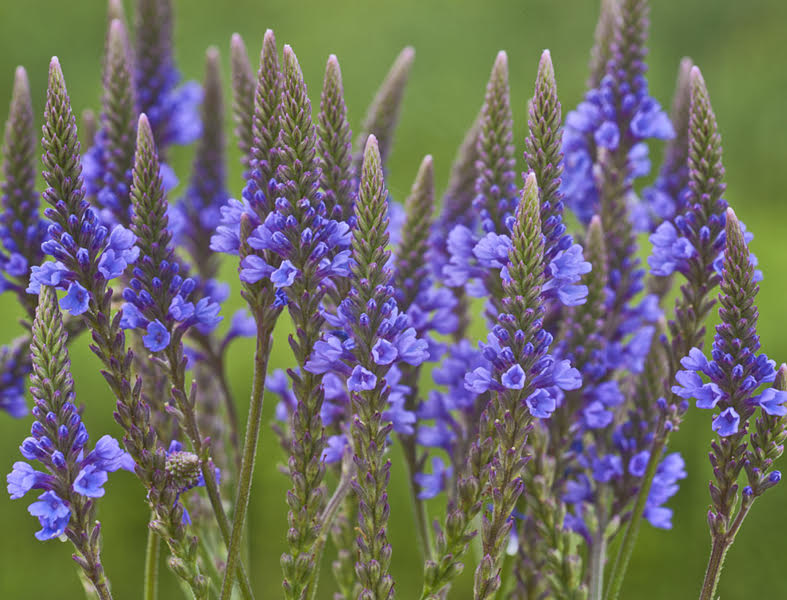 Medicinal Verbena