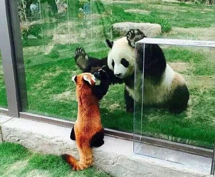 Большая и малая панды