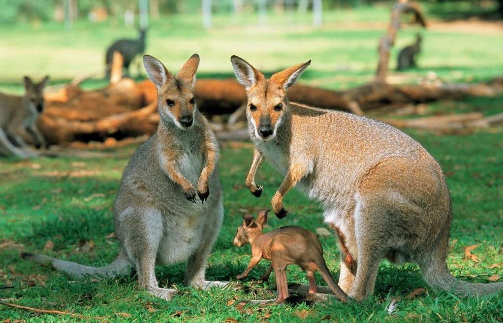 Сумчатые животные австралии фото с названиями